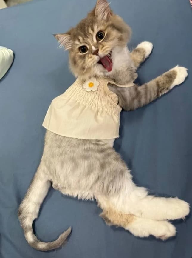 A fluffy grey and white cat lying on its back in a little daisy top, mouth open, looking thrilled.