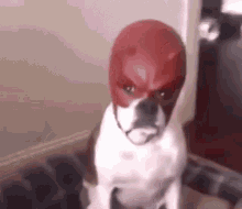 bulldog