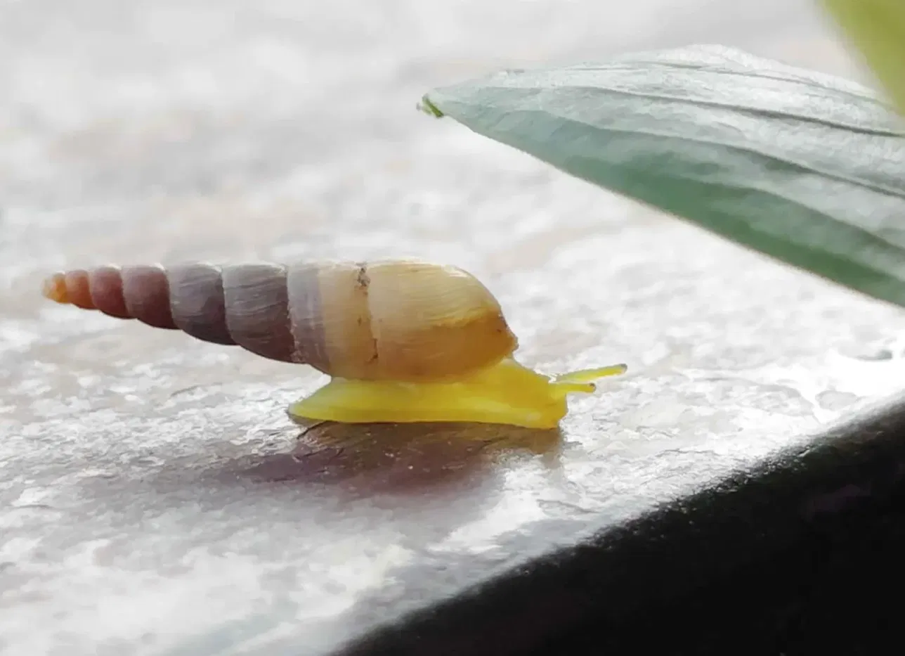 Close-up photo of a small land snail with a tall, spiral-striped shell in shades of brown, purple, and cream. The snail's yellow body is extended forward with two small tentacles visible. It rests on a pale, textured stone ledge, with a soft-focus green leaf in the upper right of the frame.