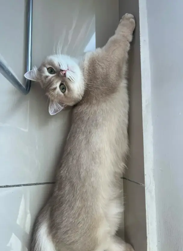 PuPu the cream coloured cat lying on their back in a tiled corner, one paw stretched up the wall, looking straight at the camera.