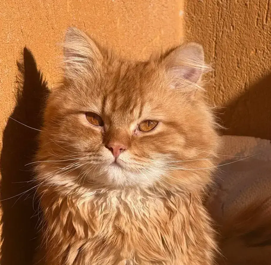 A fluffy ginger cat sitting in bright sunlight against an orange stucco wall.