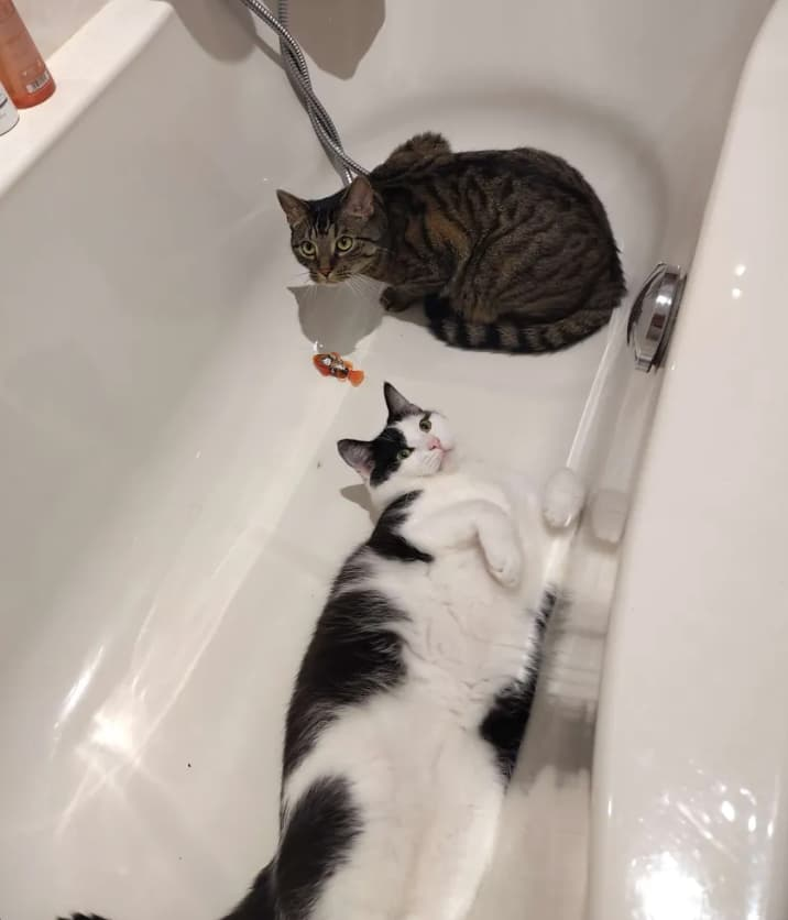 Two cats in an empty white bathtub. A brown tabby sits curled and upright near the faucet, looking at the camera, with a small toy dangling from the tap above it. A black-and-white cat lies stretched out on its back below, paws up, also facing the camera