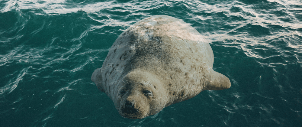 sleepy seal