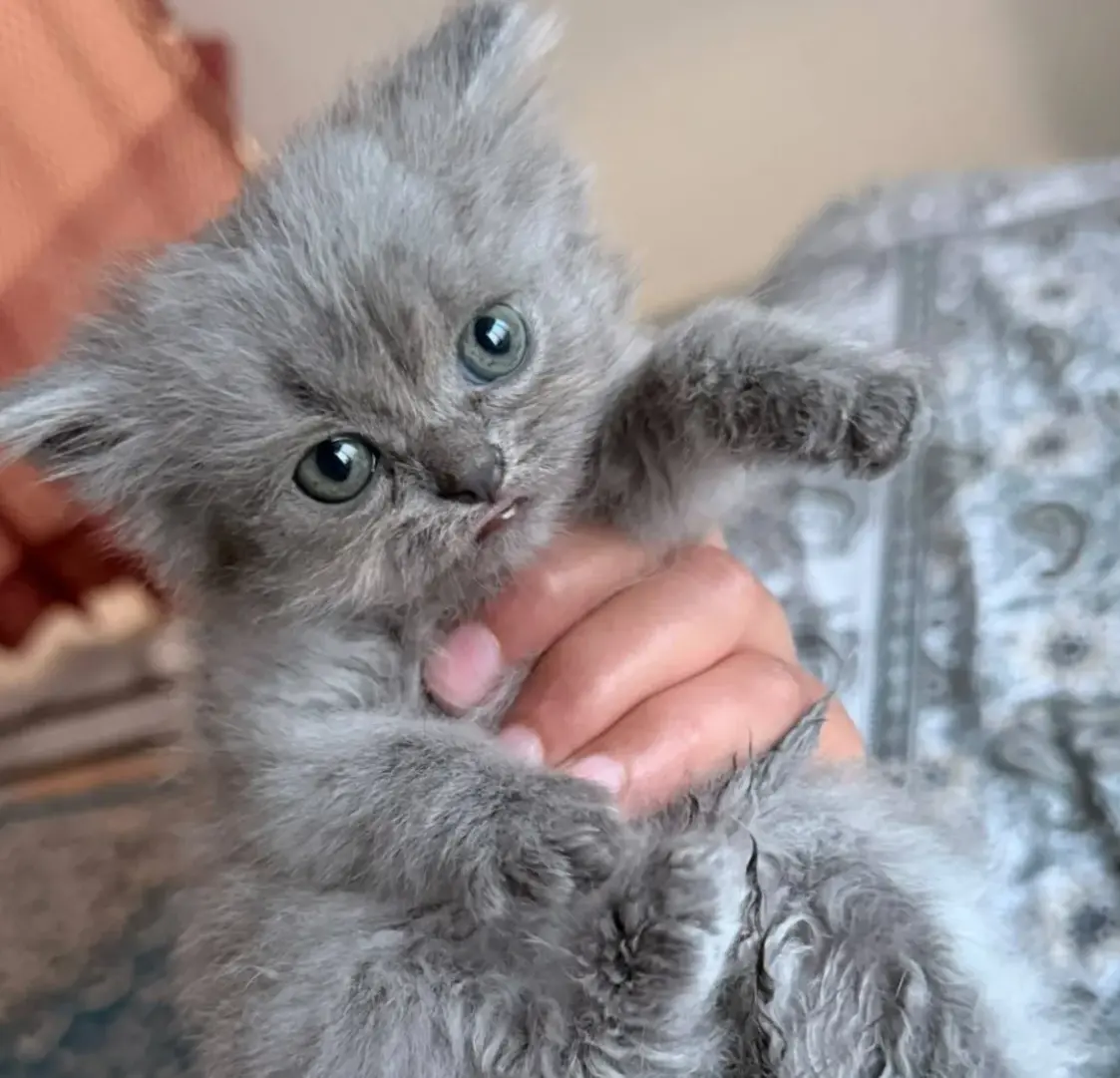 A very small grey long-haired kitten with wide green eyes being held up in someone's hand, one paw raised, against a patterned blue blanket.