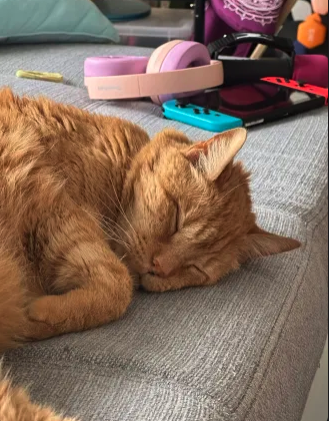 An orange tabby cat asleep on a gray couch, with pink headphones and a Nintendo Switch in the background.