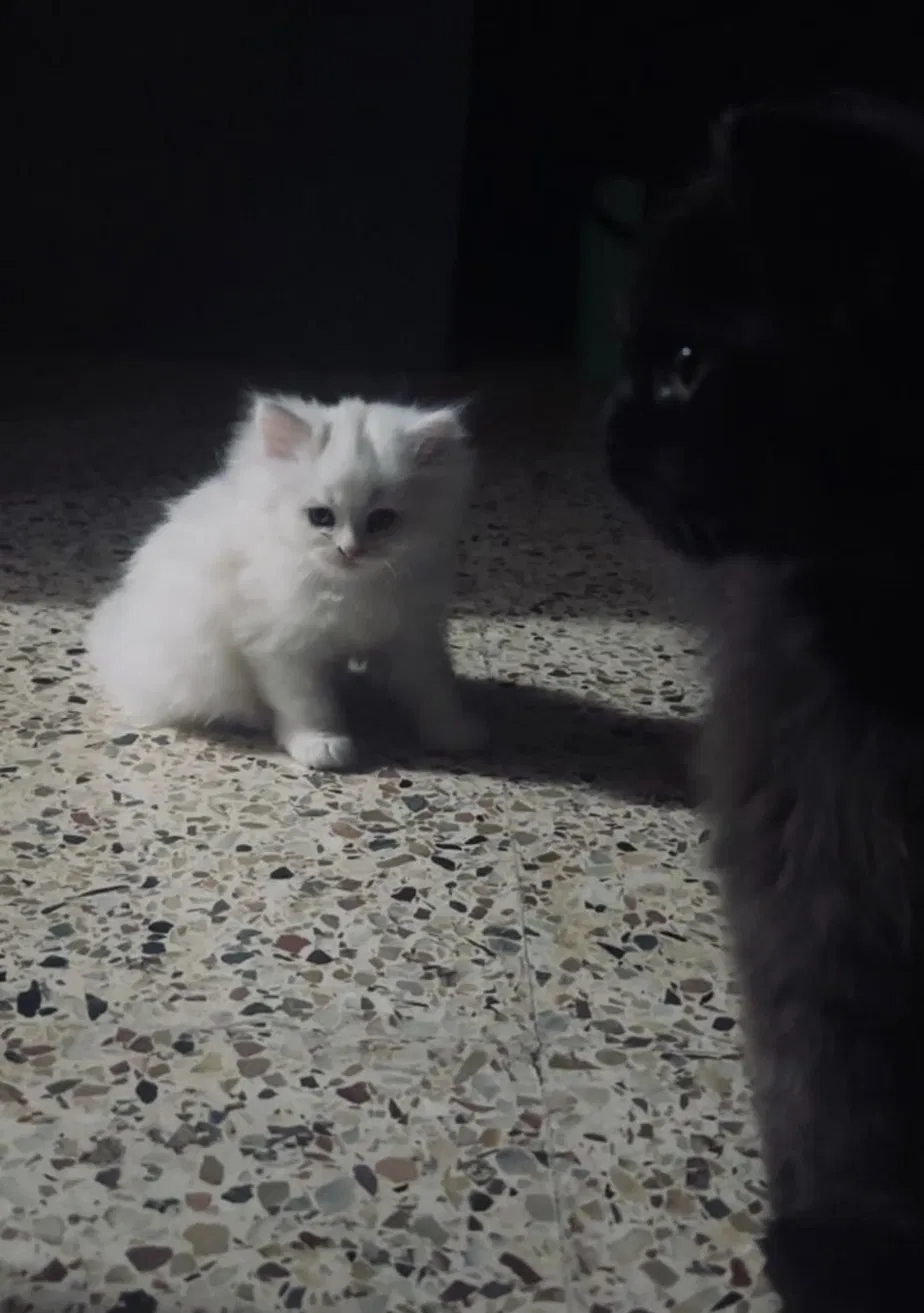 A small fluffy white kitten sits in a patch of light on a terrazzo floor in a dark room. A black cat sits in the foreground, mostly in shadow, facing the kitten.