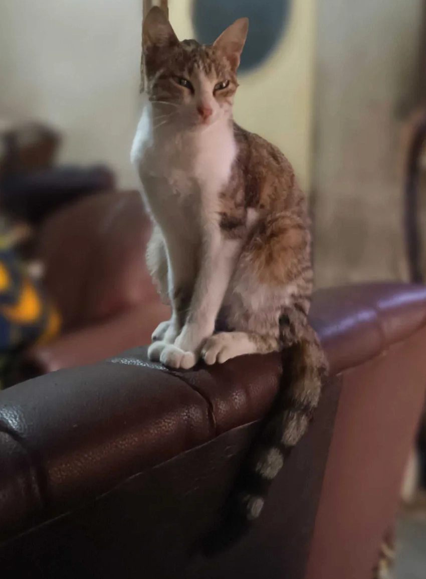 A tabby and white cat balances on the rounded arm of a leather couch, front paws together, giving a direct and slightly unimpressed stare at the camera.