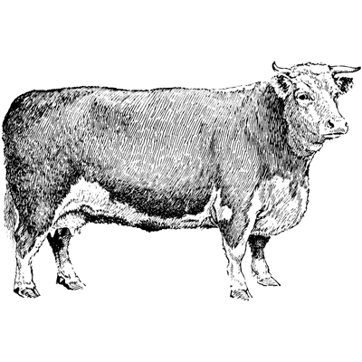 MordecaiNilsson7582